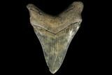 Fossil Chubutensis Tooth - Megalodon Ancestor #112670-2